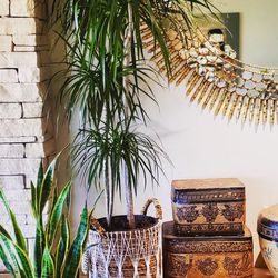 ✨Gorgeous stress free plants 🌱