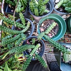 Stepelia Cactus With Red Flowers