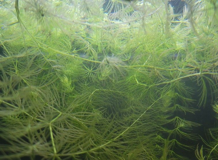 Ceratophyllum Demersum Hornwort Guppy Shrimp Grass