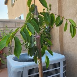 Java Plum/Jamun Tree in a pot