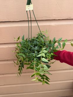 6” hoya bella