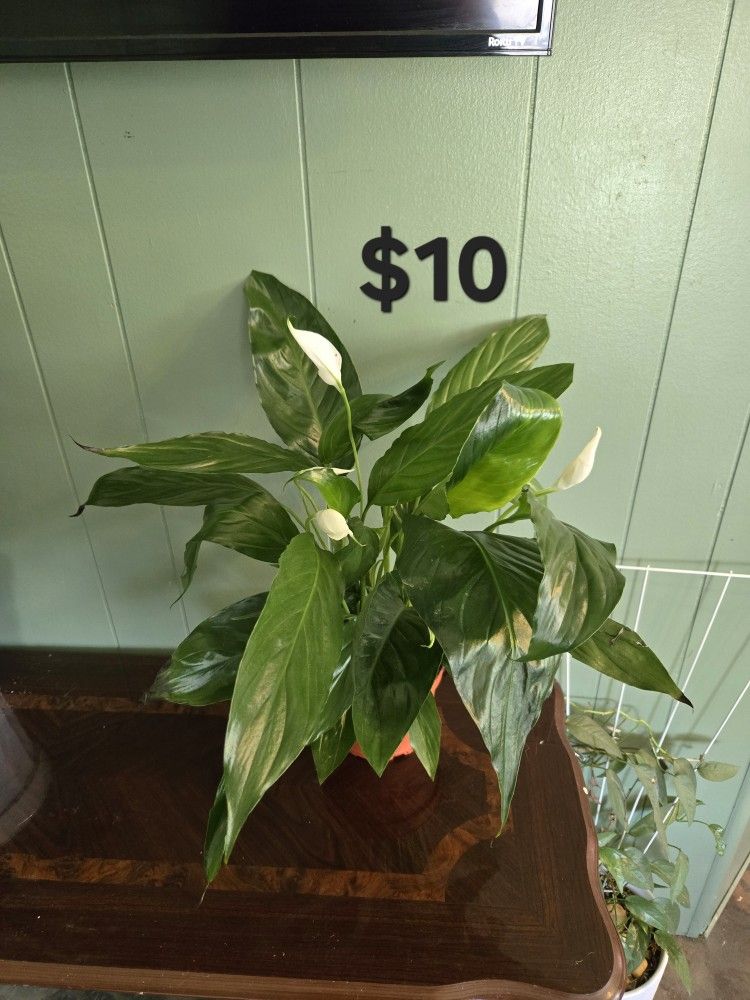 Peace Lily Plant