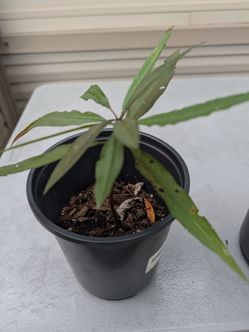 Bonfire peach