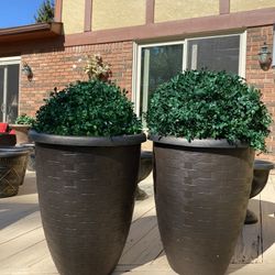 Very  Gorgeous 2 Large pots only it’s not include plant