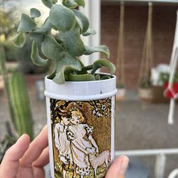 Jade Succulent in Vintage Storybook Tin