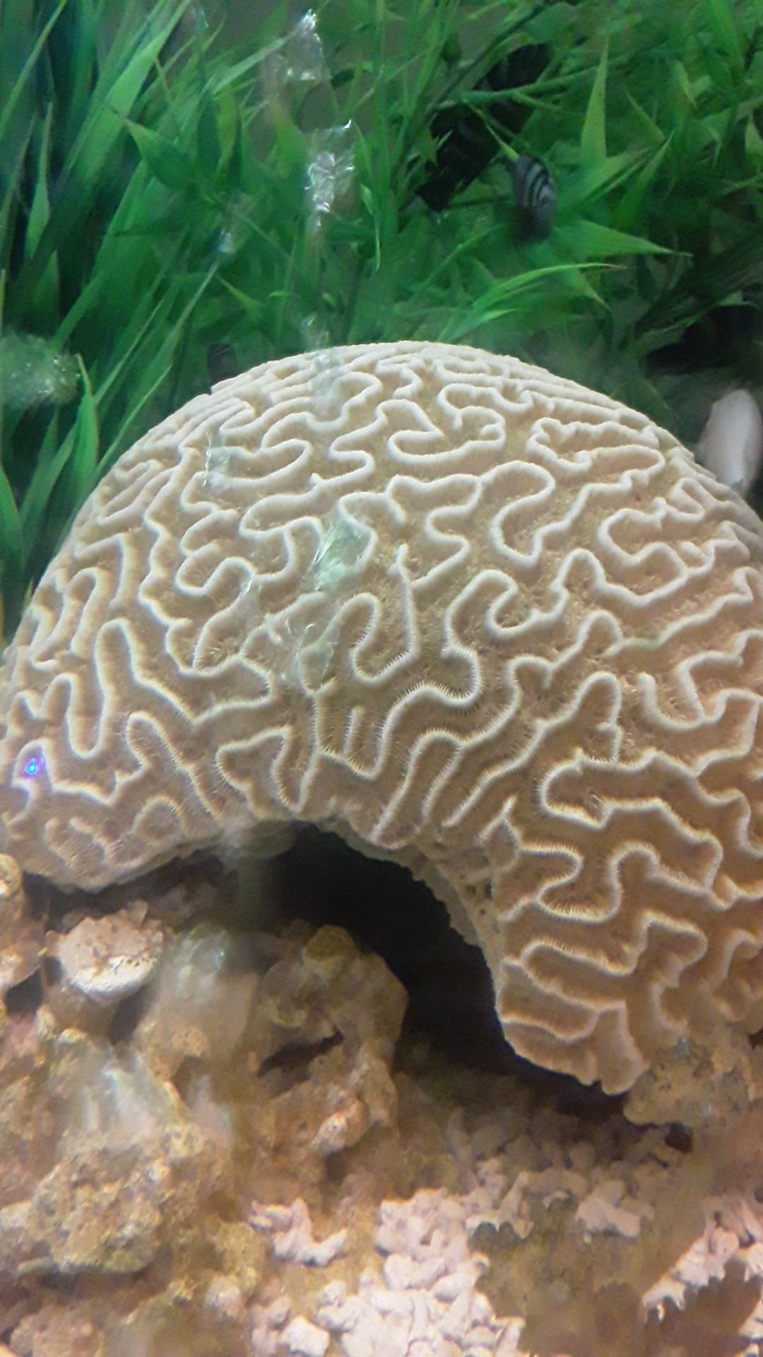 10 inch brain coral around 15 pounds.