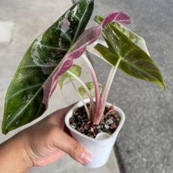 Alocasia Pink Dragon Albo Corms