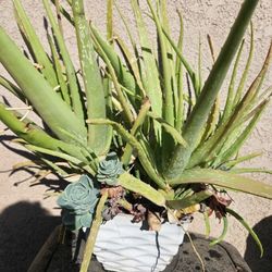 Big Aloe And Other Succulent In 3 Gallon Pot