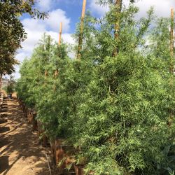 Podocarpus Tree , Hedge And Privacy 24”box