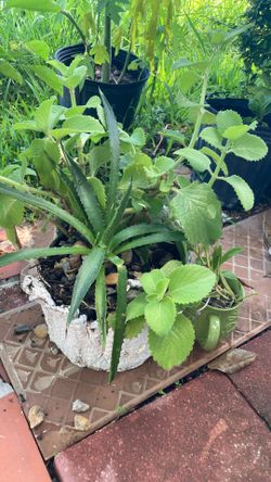 Plant