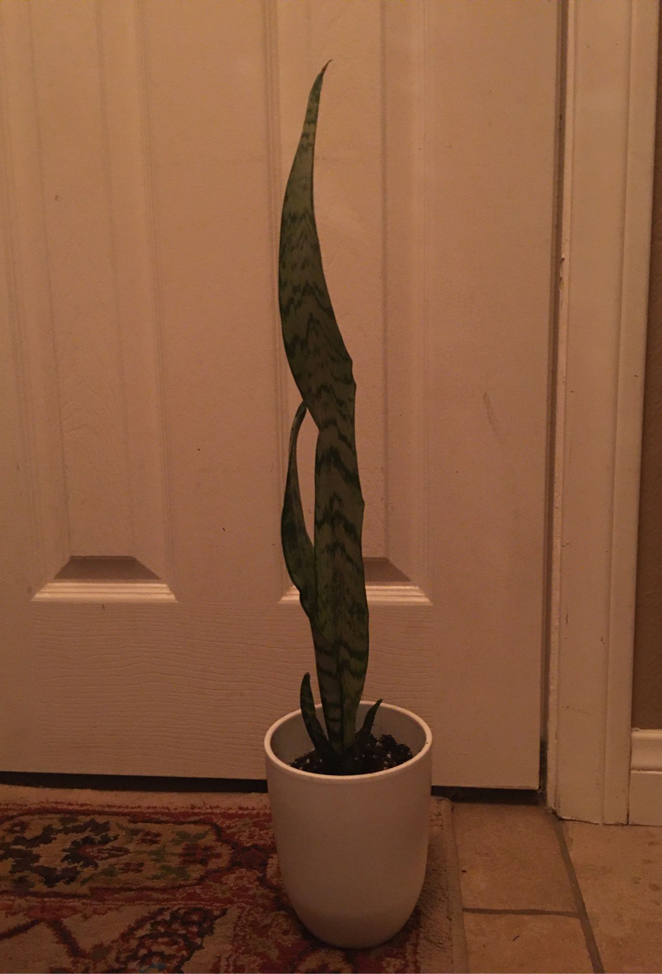 Sansevieria Snake Plant