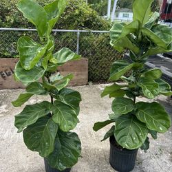 HOME PLANTS- SPECIAL PRICE FIDDLE FIG LYRATA (5 GL)