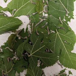 Silkworms For Free
