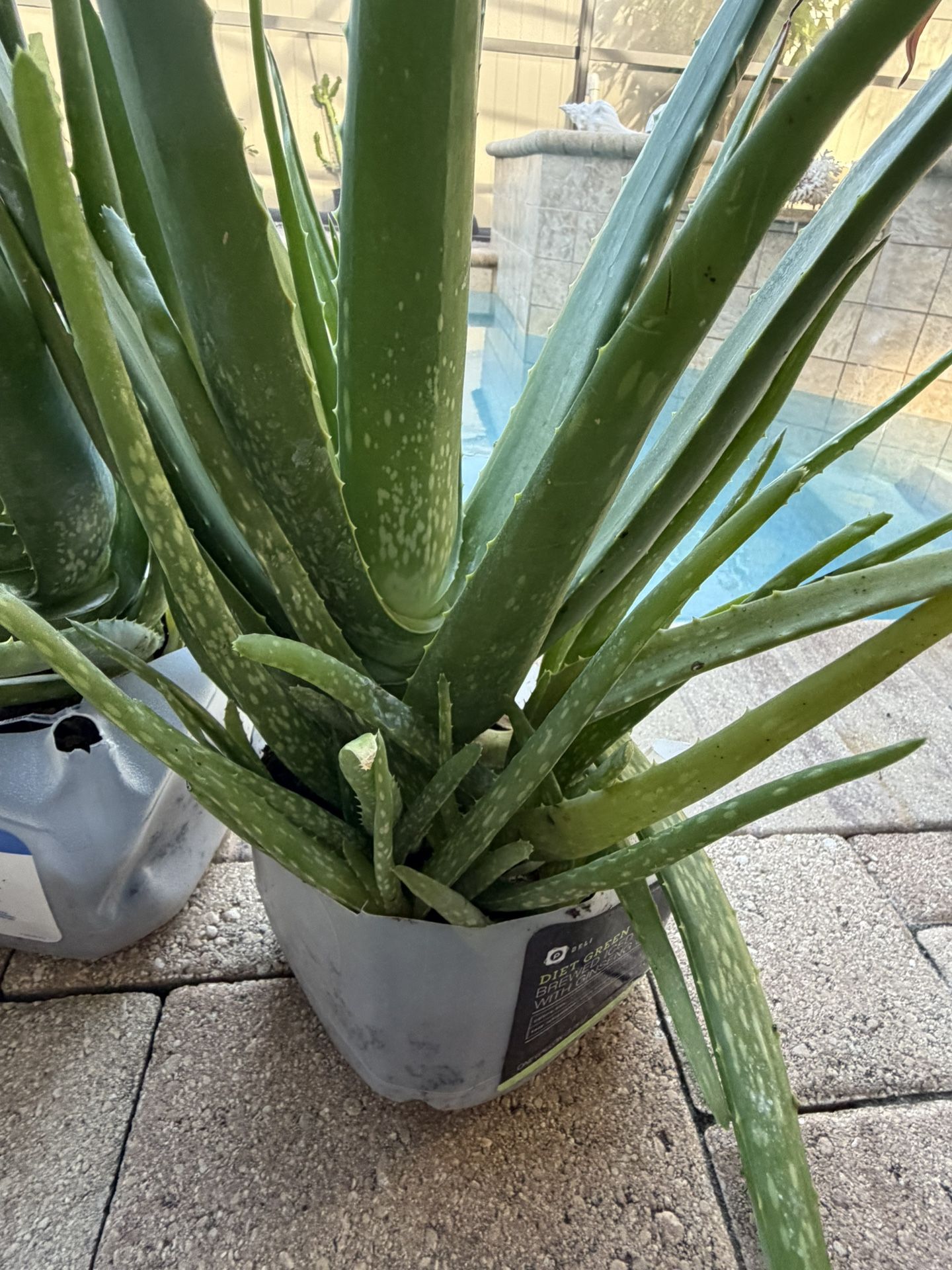 HUGE ALOE VERA PLANTS π±