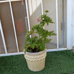 Citronella Plant 