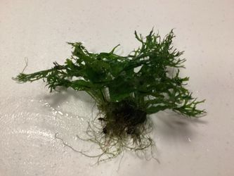 AQUARIUM JAVA LIVE PLANTS
