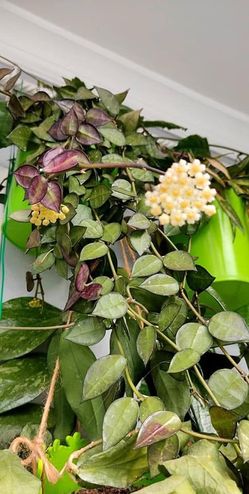 Hoya Krohniana