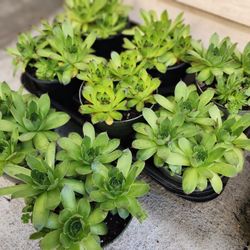 Hens & Chicks Succulents-$5 Each 