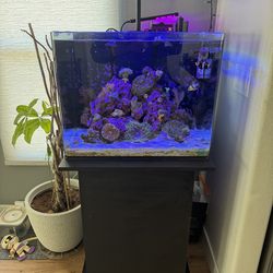 38 Gallon Innovative Marine tank and stand