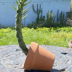 Opuntia subulata (Eve’s Pin) with pot🌵