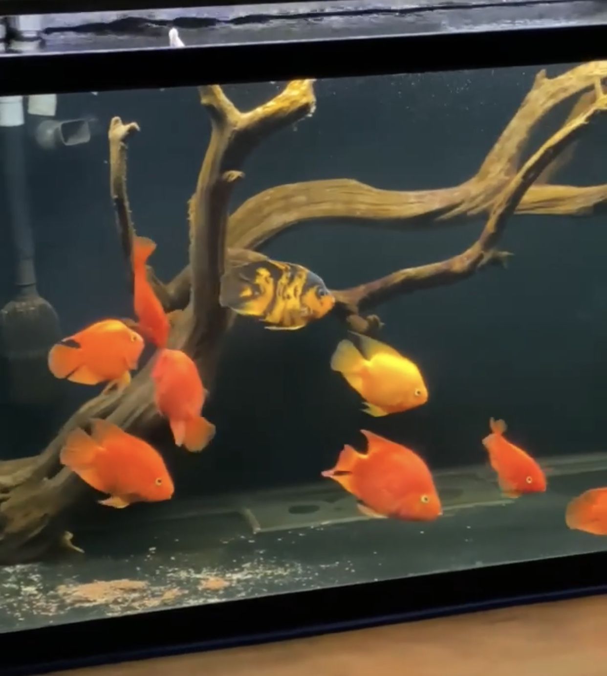 Aquarium Decor , Fish Tank , Driftwood
