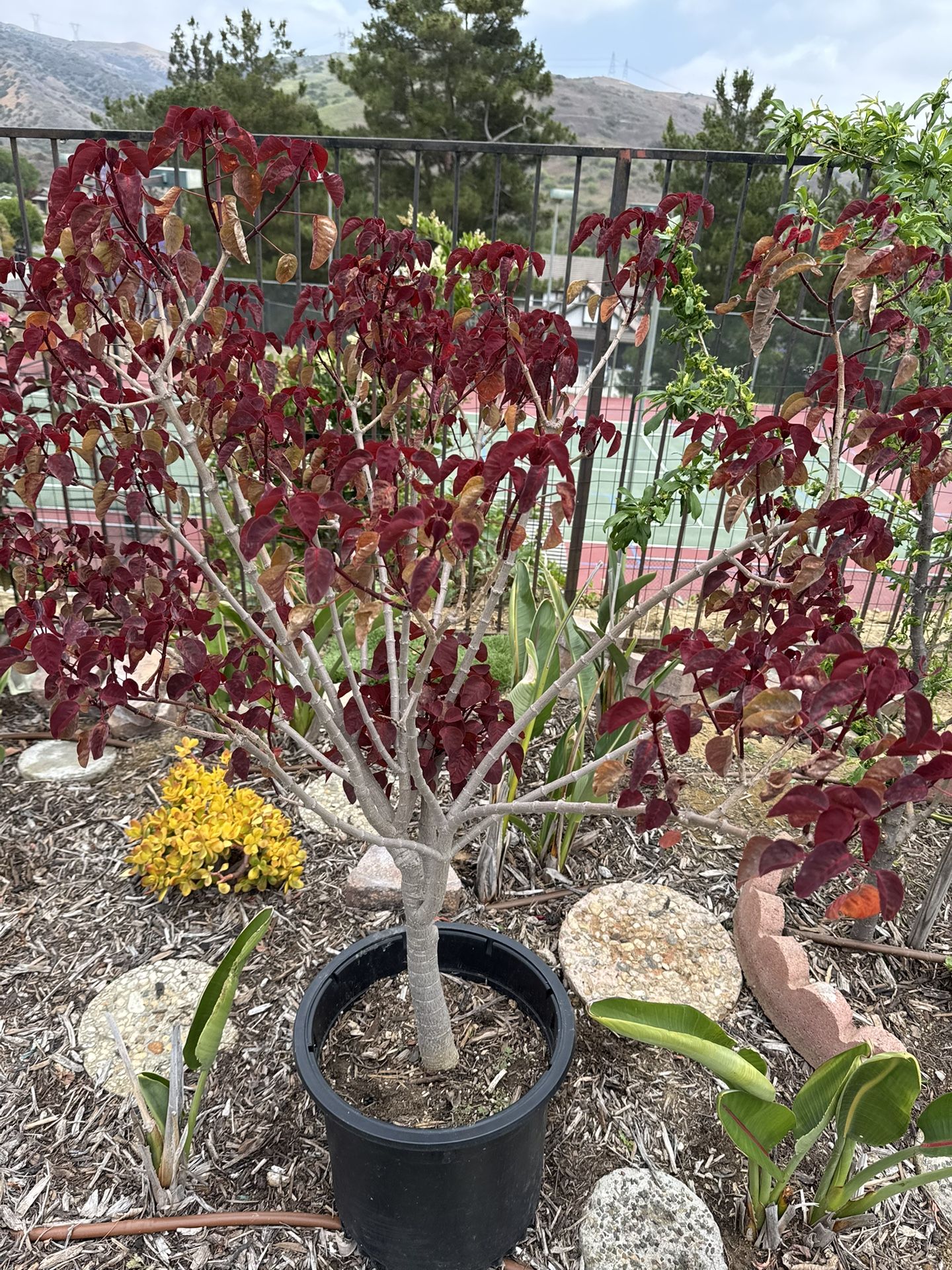 Copper Tree Red Tree