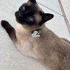 Loki’s Treasures 🐈‍⬛🐾