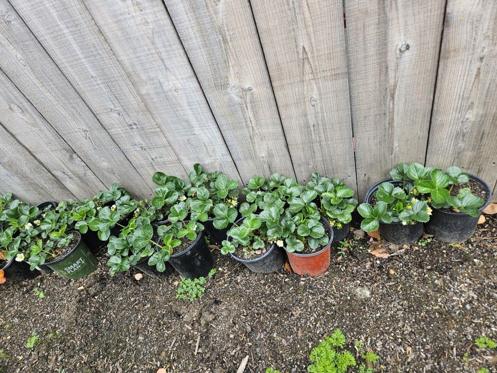 Plantas De Fresa Pido