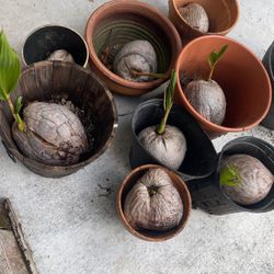 coconut plants 10$ a piece pick up