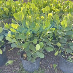 Clusias (Privacy Hedges)