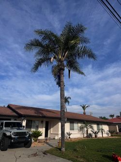 Palm Tree