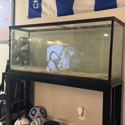 55 Gallon Fish Tank And Stand