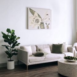 ** FREE**Sofa, Circle Coffee Table, Fig Plant 