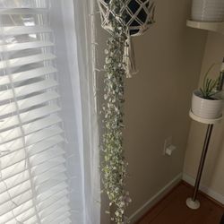 Variegated String Of Hearts 