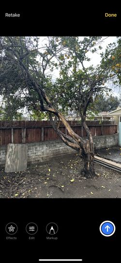 Tree Work