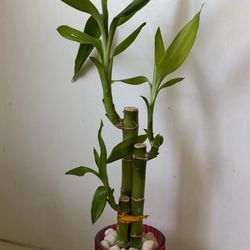 Lucky Bamboo