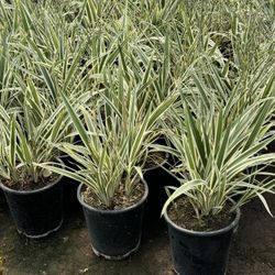 Dianella Plants 5 Gal