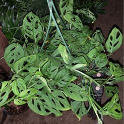 Swiss Cheese Plant 6 In Pot
