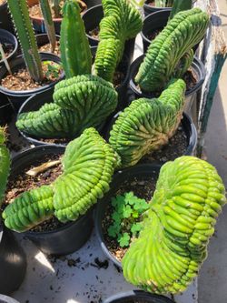 Crested san Pedro cactus