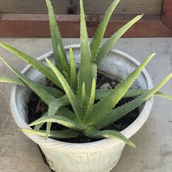 2 Large Aloe Vera Plants  in a 10-gal Container