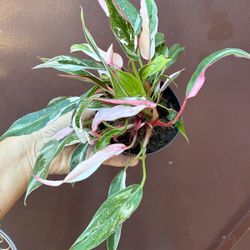 4” white princess philodendron