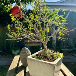 Pomegranate Bonsai