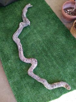 Genuine Driftwood For Aquariums Terrariums Decor