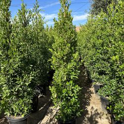 Ficus Nitida Privacy Hedge