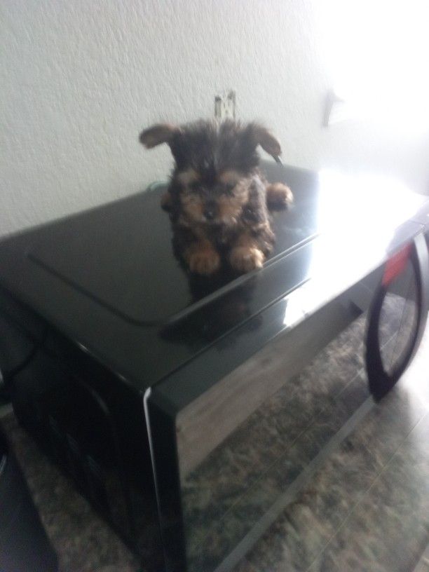 Microwave