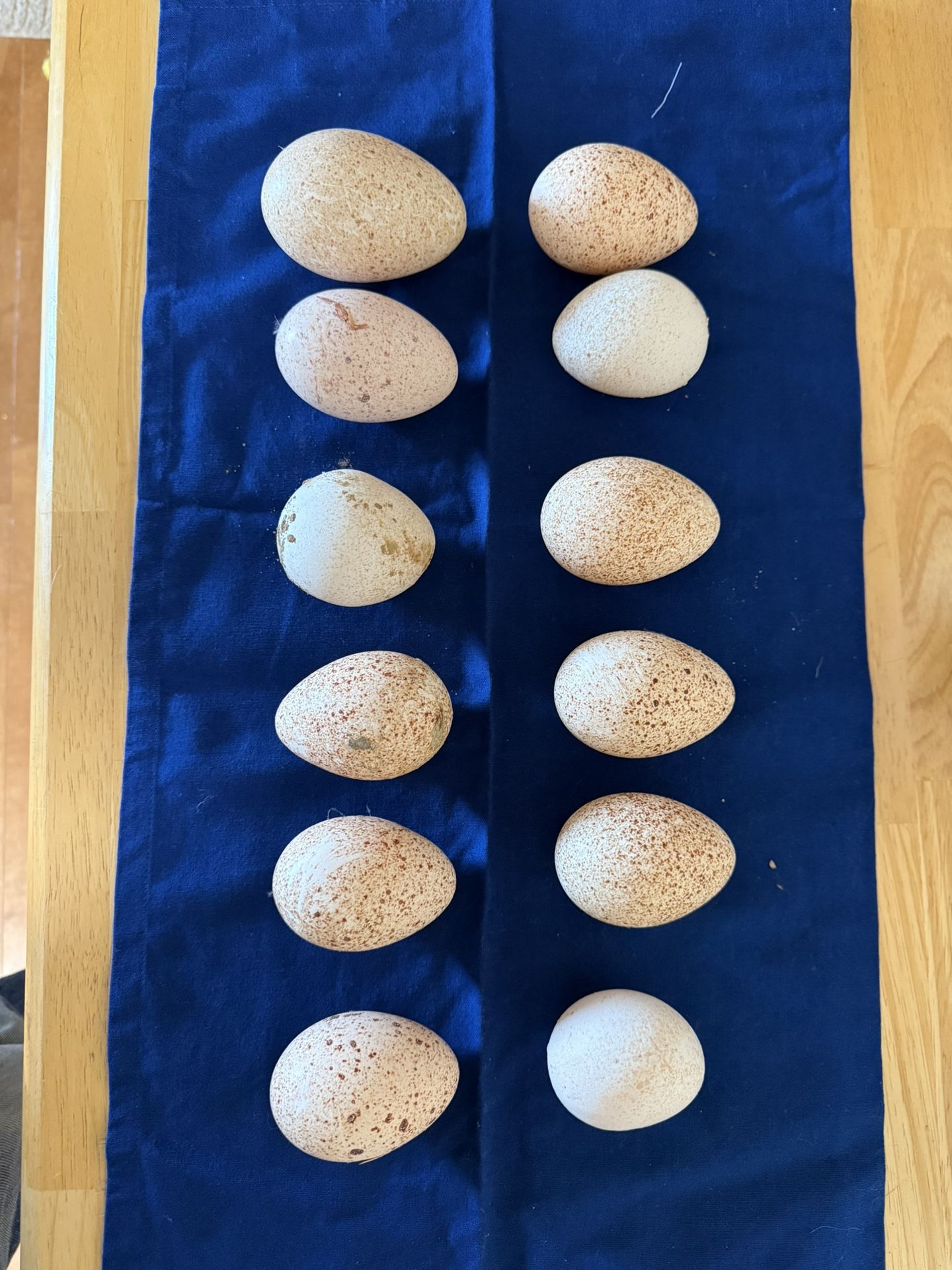 Turkey Eggs