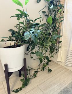 Large Monstera With Planter