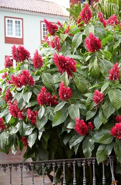 LIVE PLANT 2ft Megaskepasma erythrochlamys Brazilian Red Cloak Justice