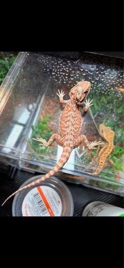 Bearded enclosure reptile