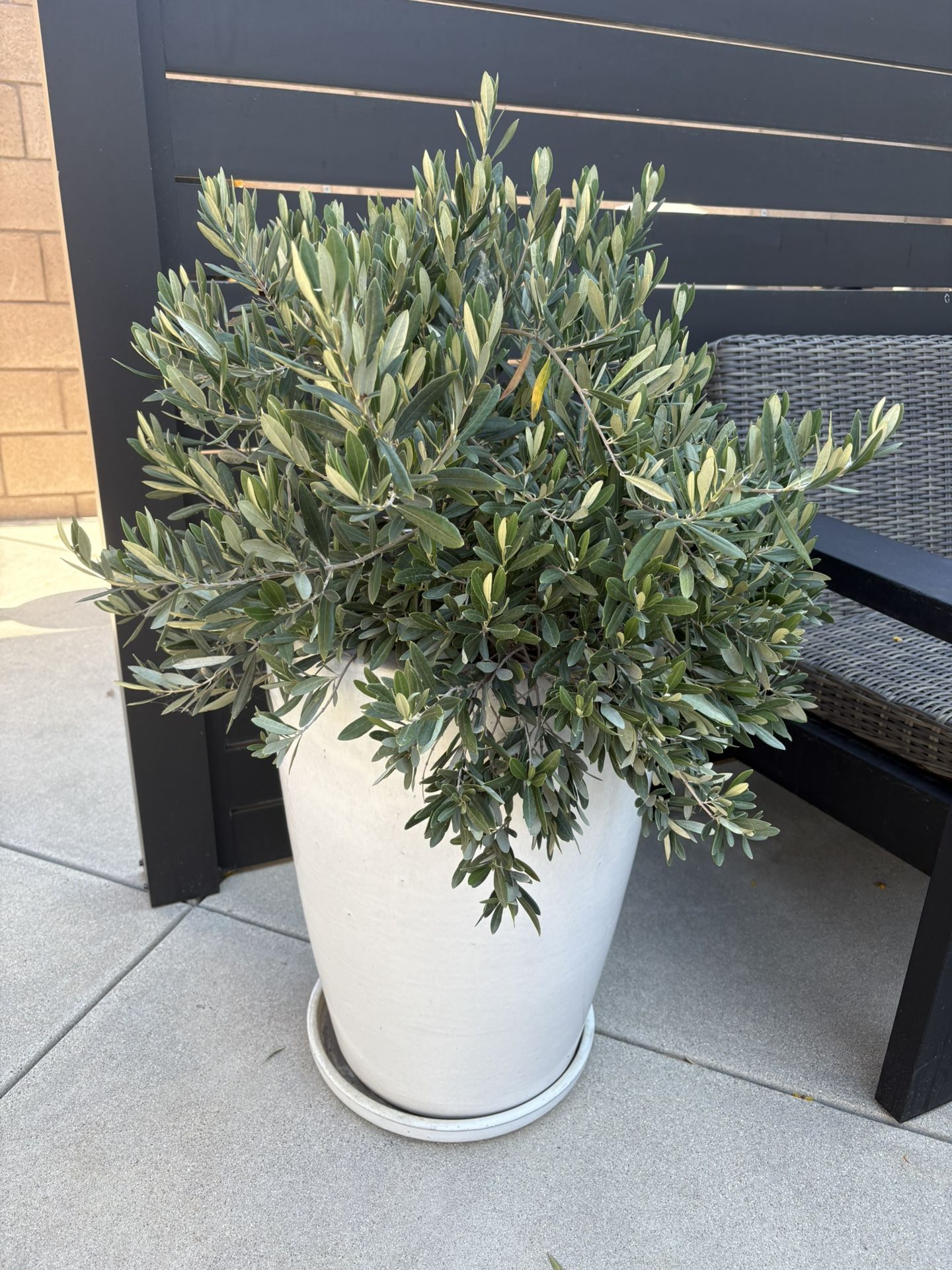 Large White Ceramic Pot With Olive Bush